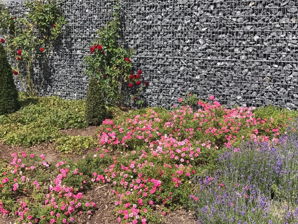 Gabionenwand mit üppig bepflanztem Garten aus Rosen, Lavendel und Bodendeckern im Vordergrund.